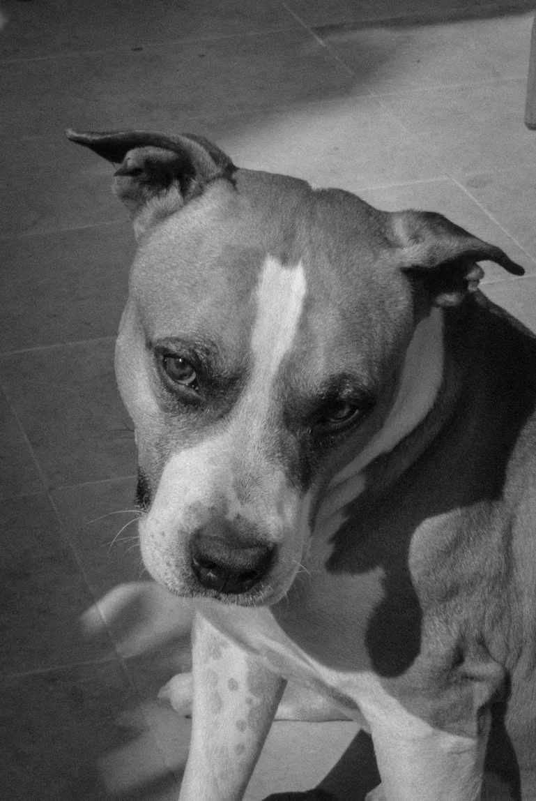 Black and white photo of Migo the dog