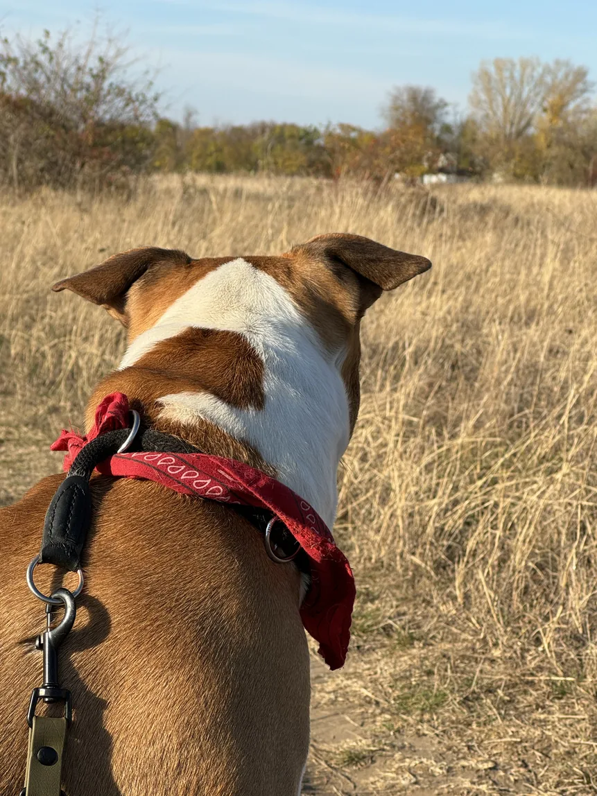 Migo looking up at the camera