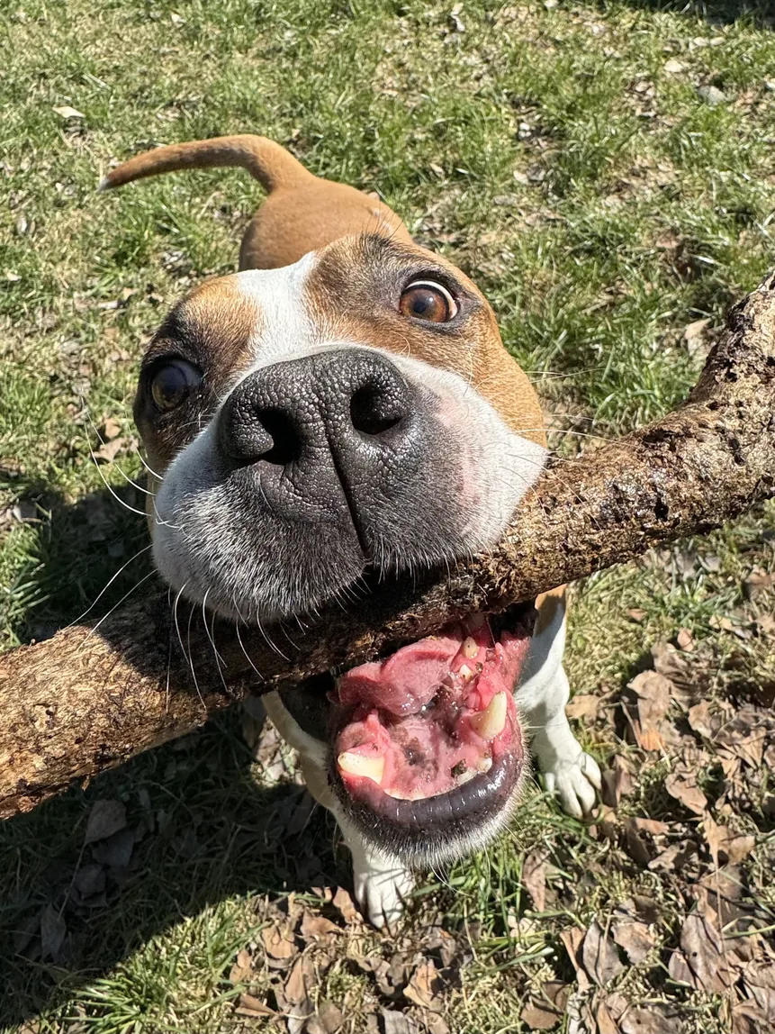 Migo wearing a red collar outdoors