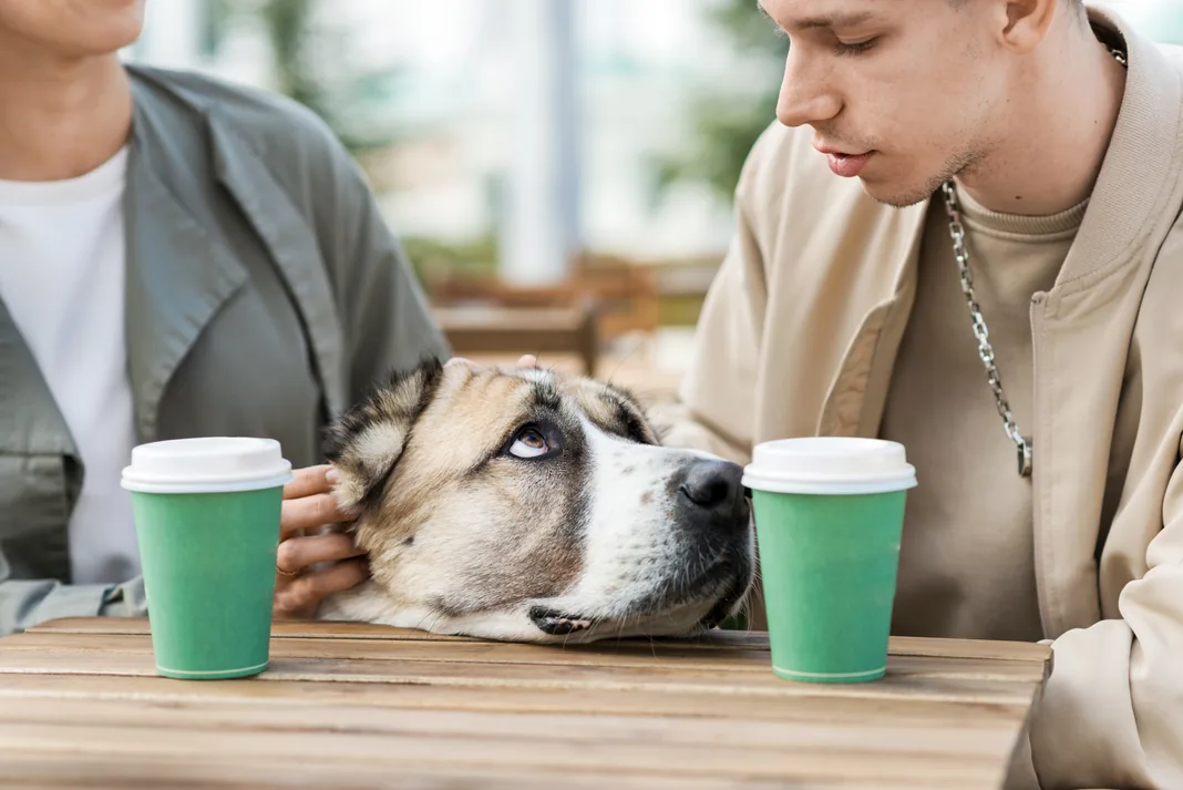 A dog owner and their dog meeting a senior outdoors