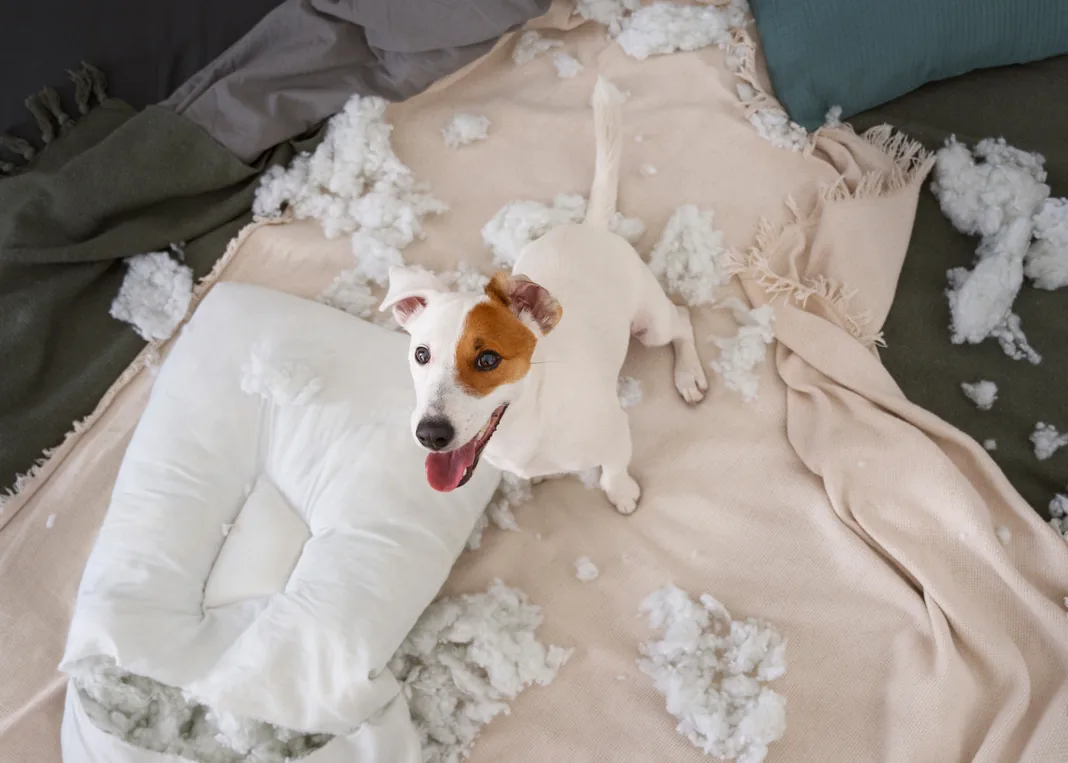 A dog surrounded by torn-up cushion stuffing on a bed