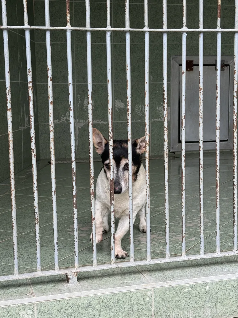 A dog behind bars in a shelter kennel