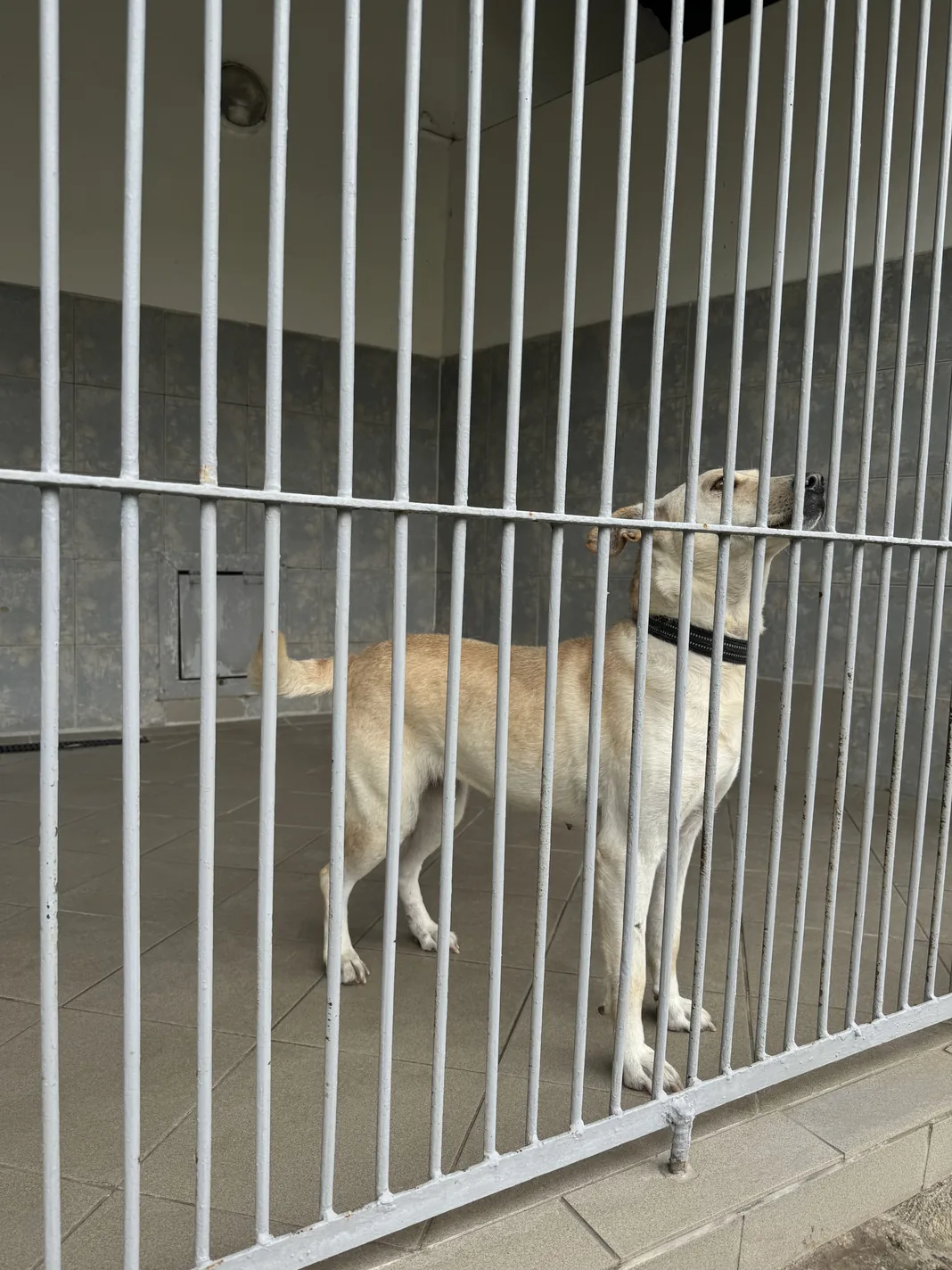 A dog behind a shelter fence, photographed during an interview visit